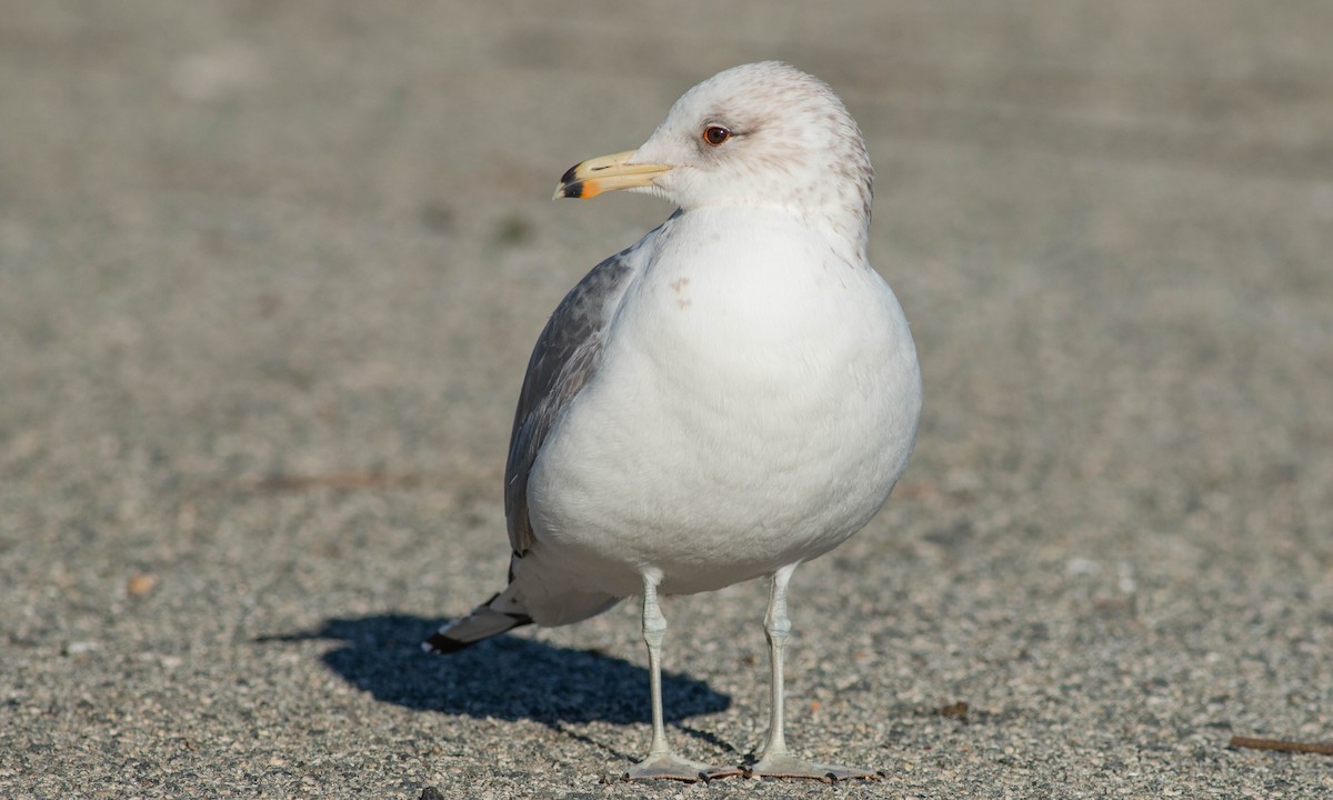 California Gull - Paul Fenwick