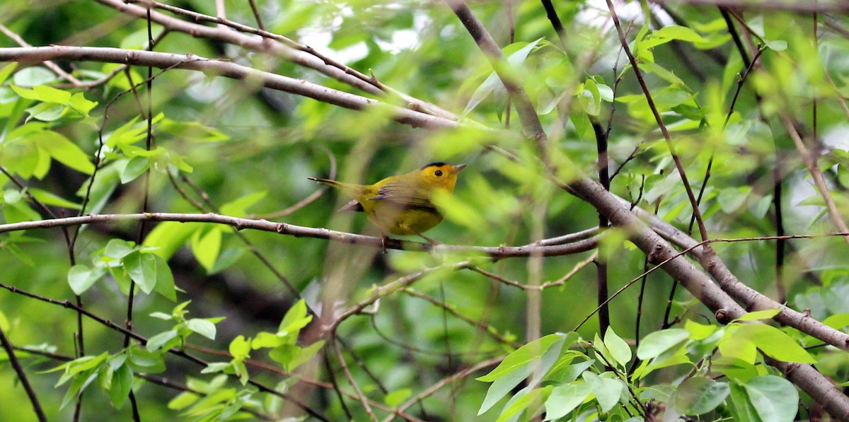 Wilson's Warbler - ML141966671