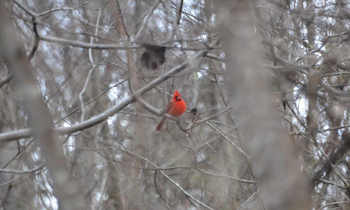 Cardinal rouge - ML141966891