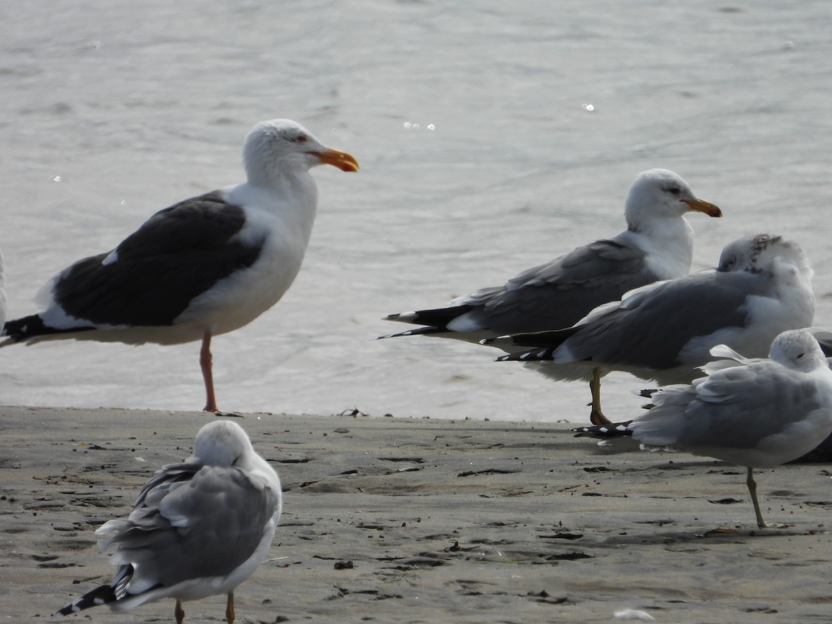 Western Gull - ML141967011