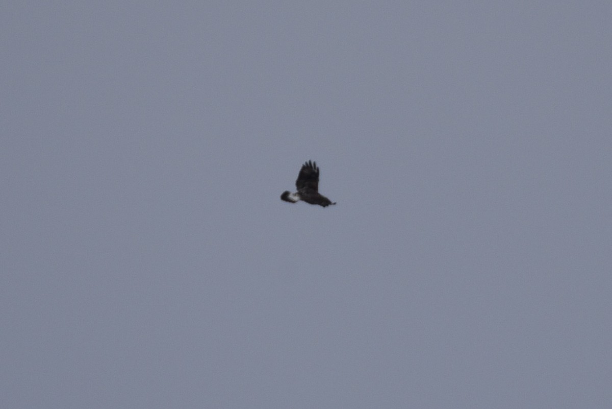 Rough-legged Hawk - ML141967081