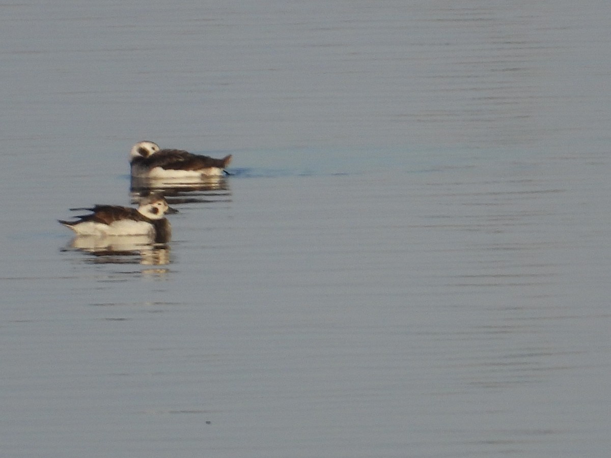 Long-tailed Duck - Tim Ward