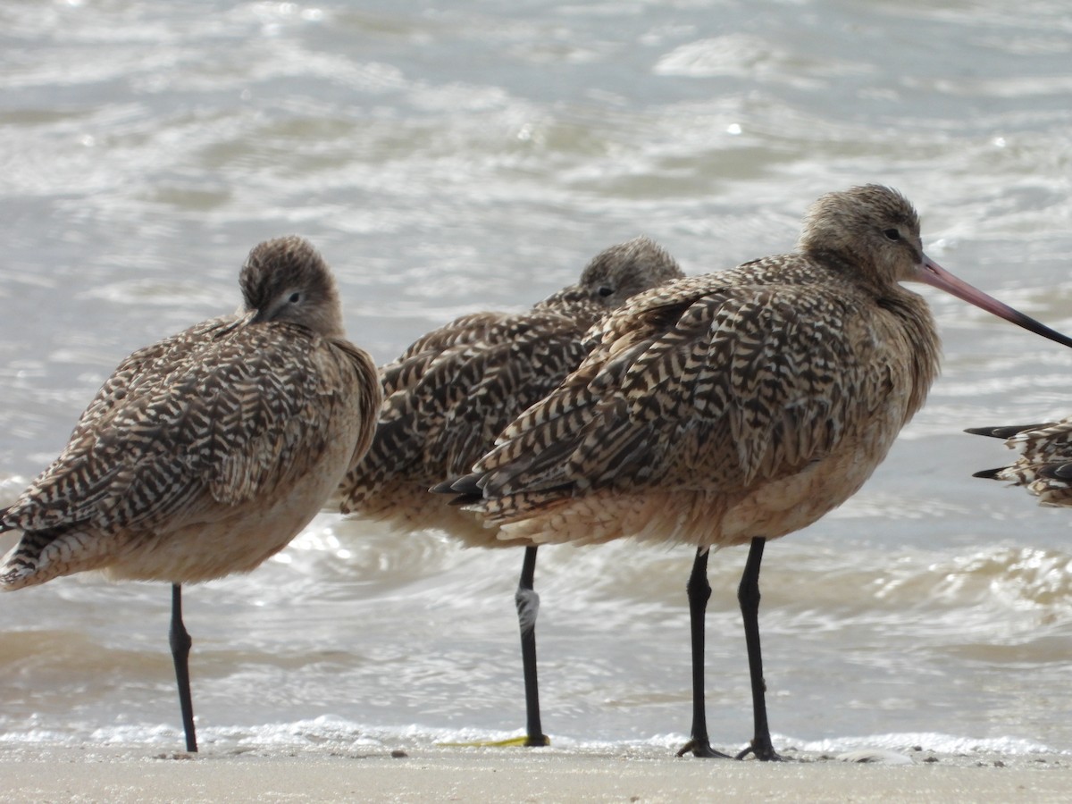 Marbled Godwit - ML141968121