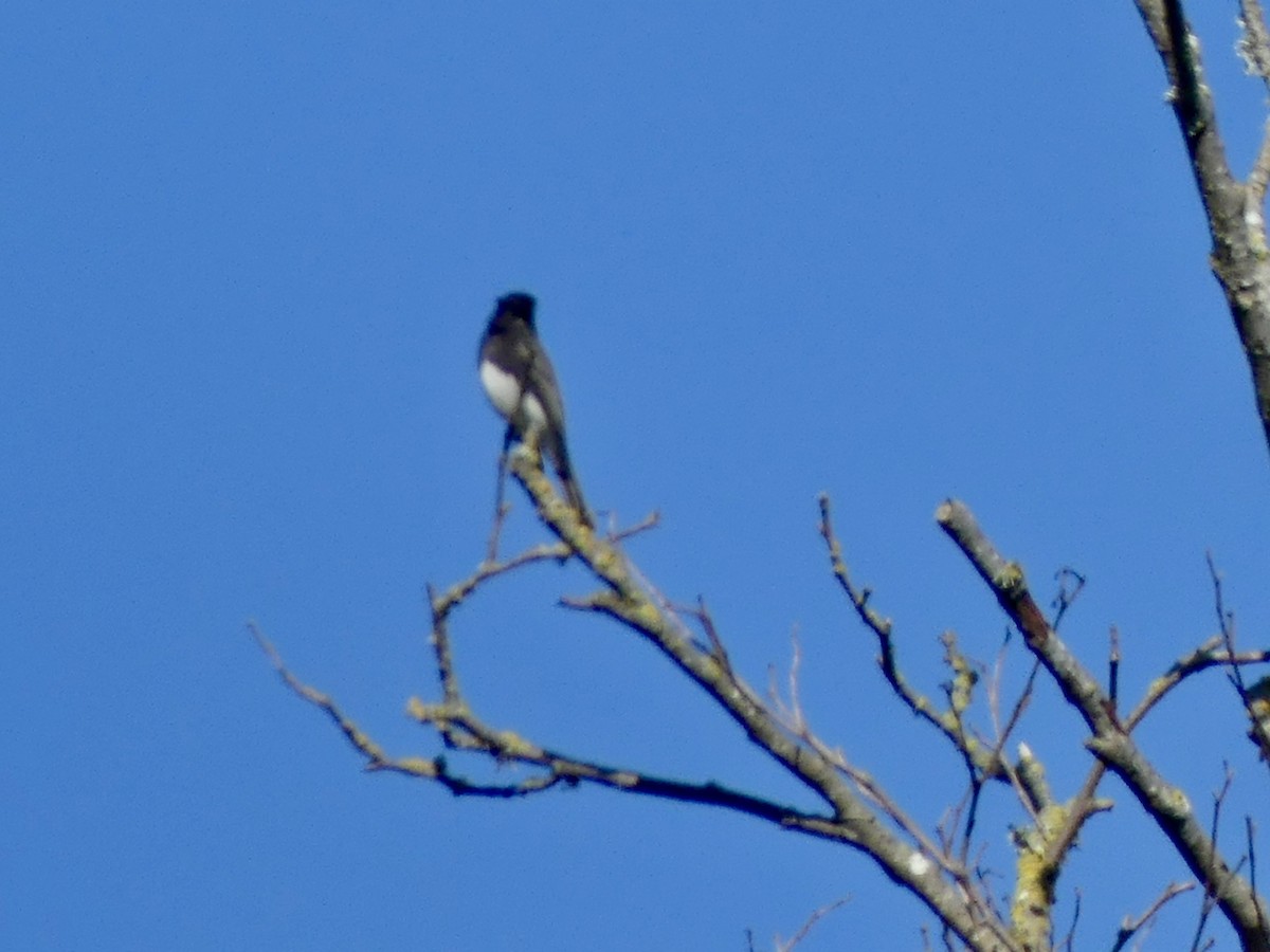 Black Phoebe - Philip Dickinson