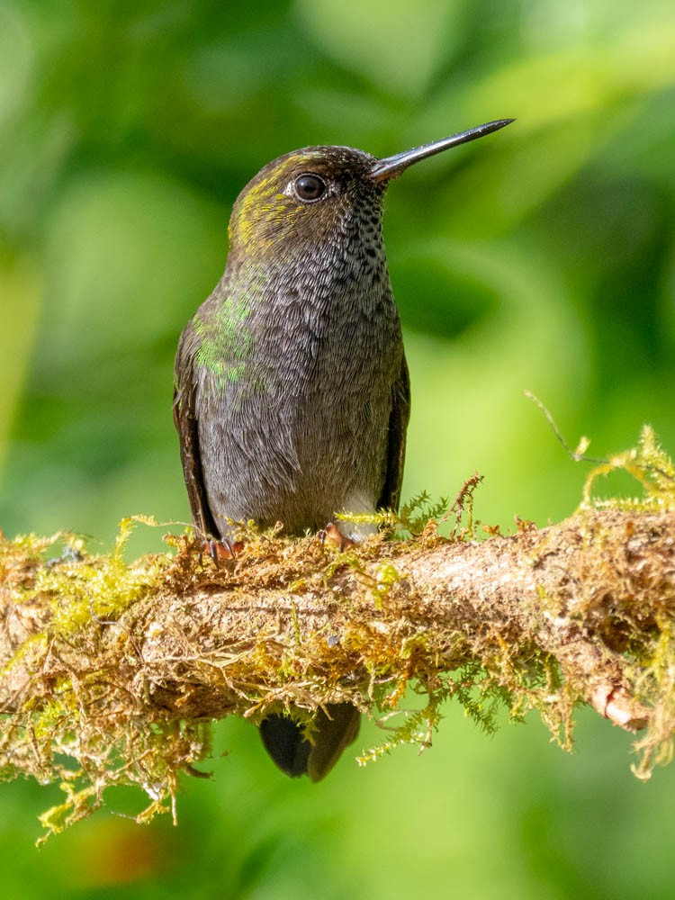 Hoary Puffleg - ML141969261