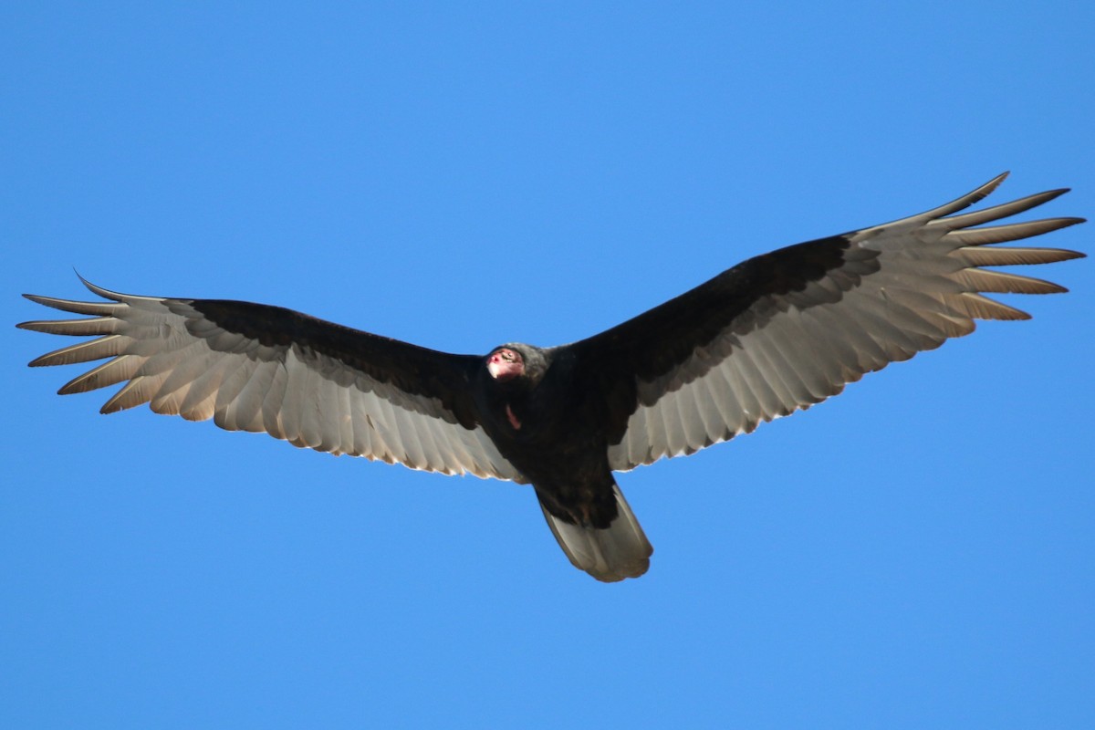 Turkey Vulture - ML141969511