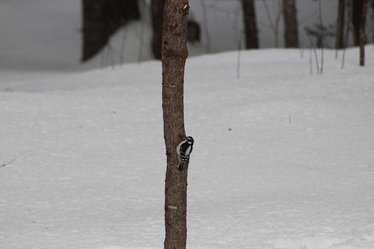 Downy Woodpecker - ML141969661