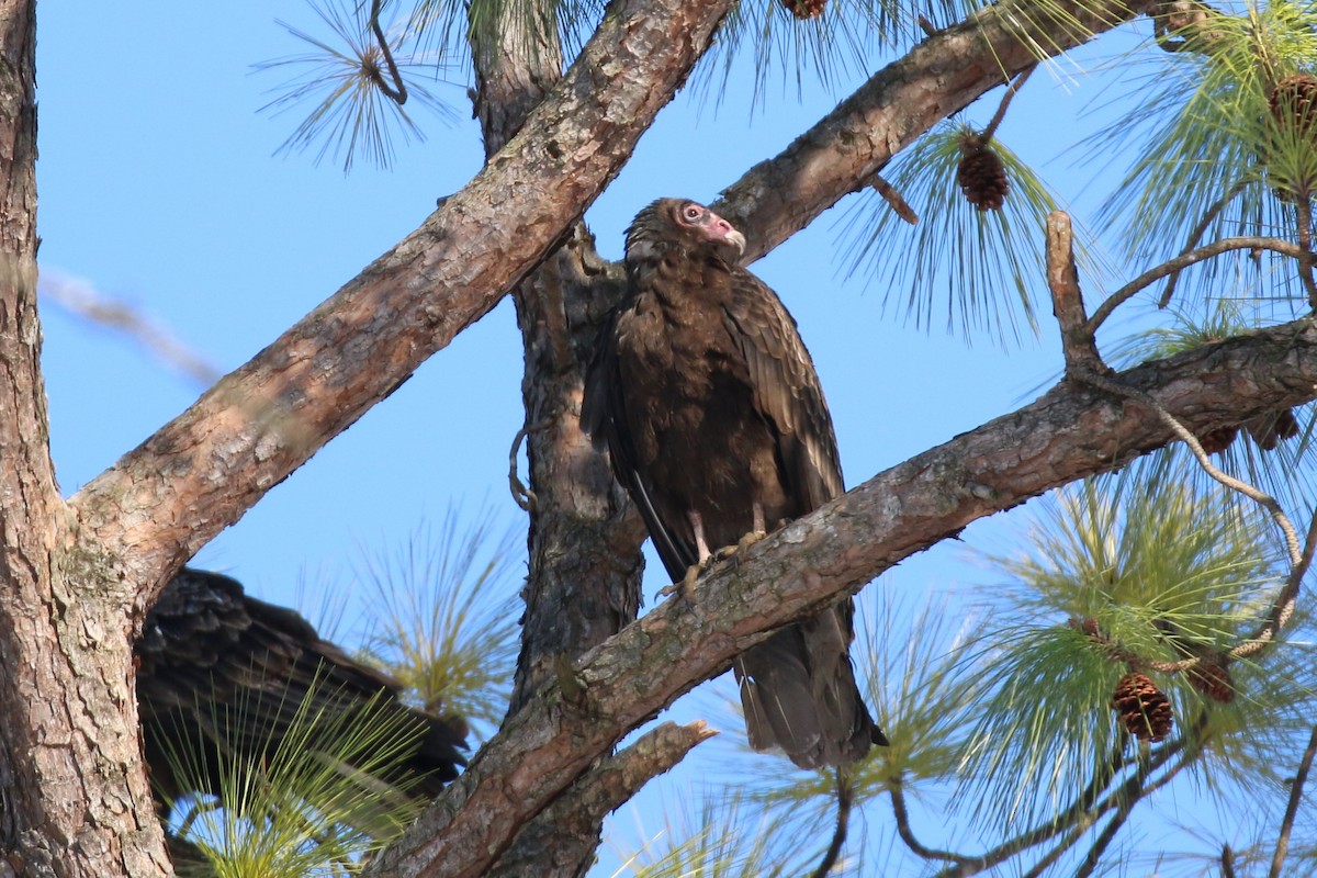 Turkey Vulture - ML141969671