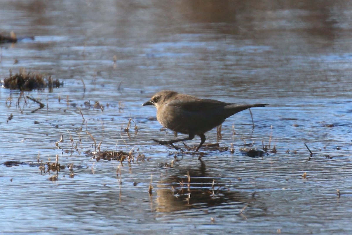 Rusty Blackbird - ML141970211