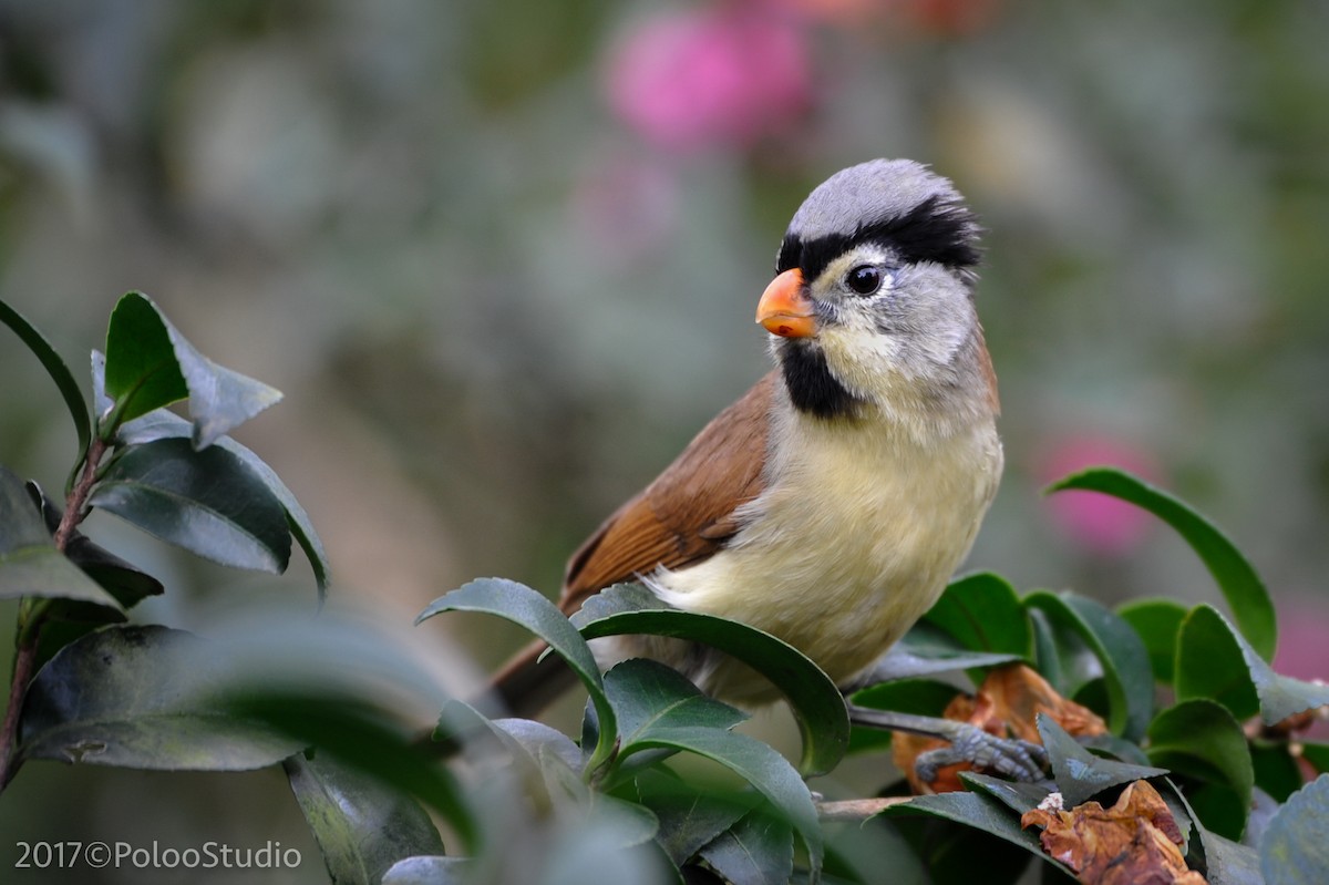 Gray-headed Parrotbill - ML141970371