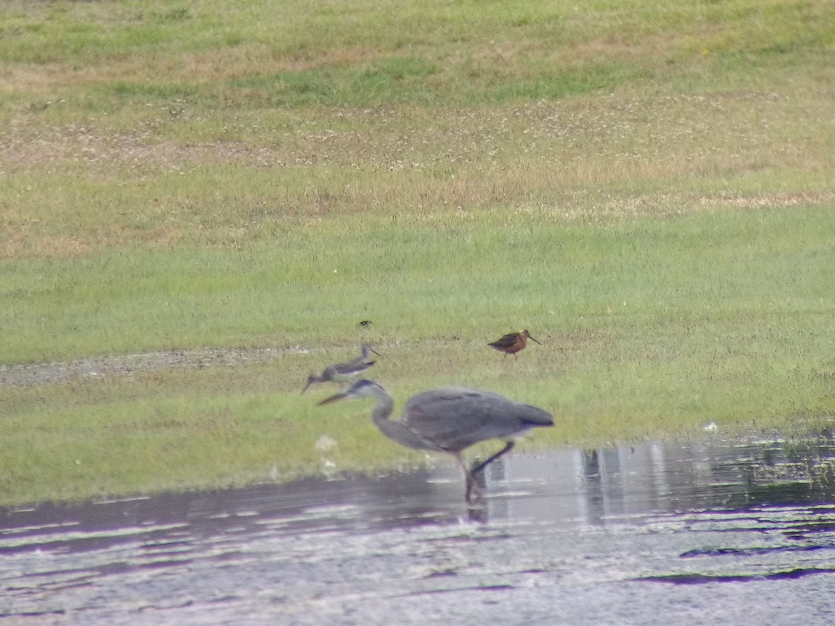 Long-billed Dowitcher - ML141970721