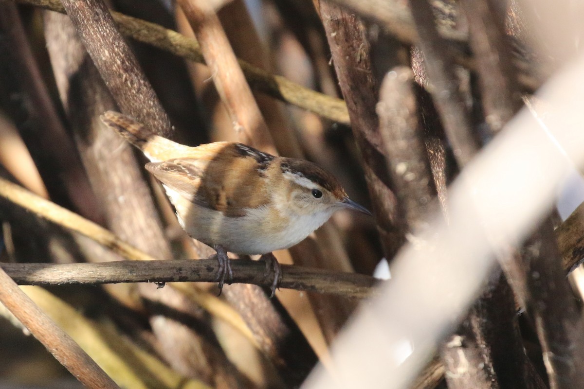 Marsh Wren - ML141970741