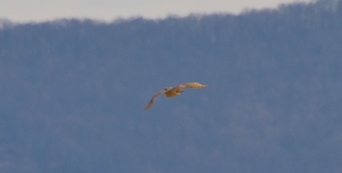 Barn Owl - ML141971721