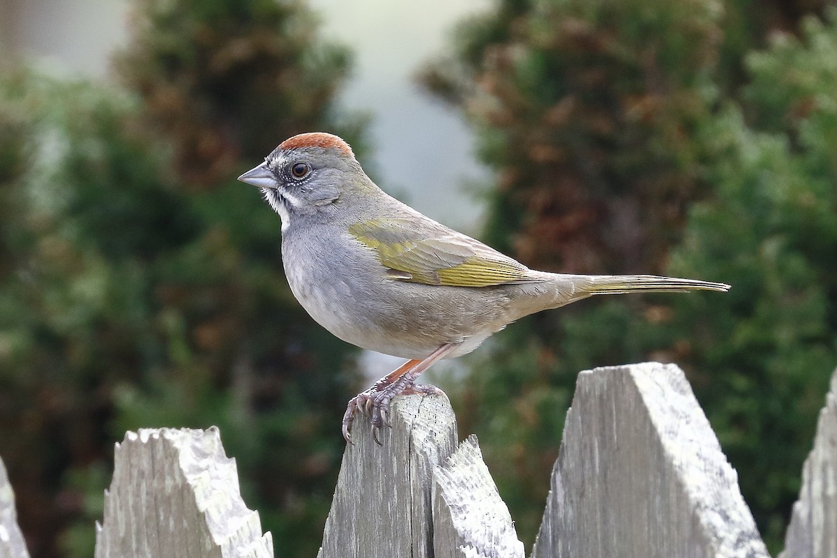 Green-tailed Towhee - ML141972281