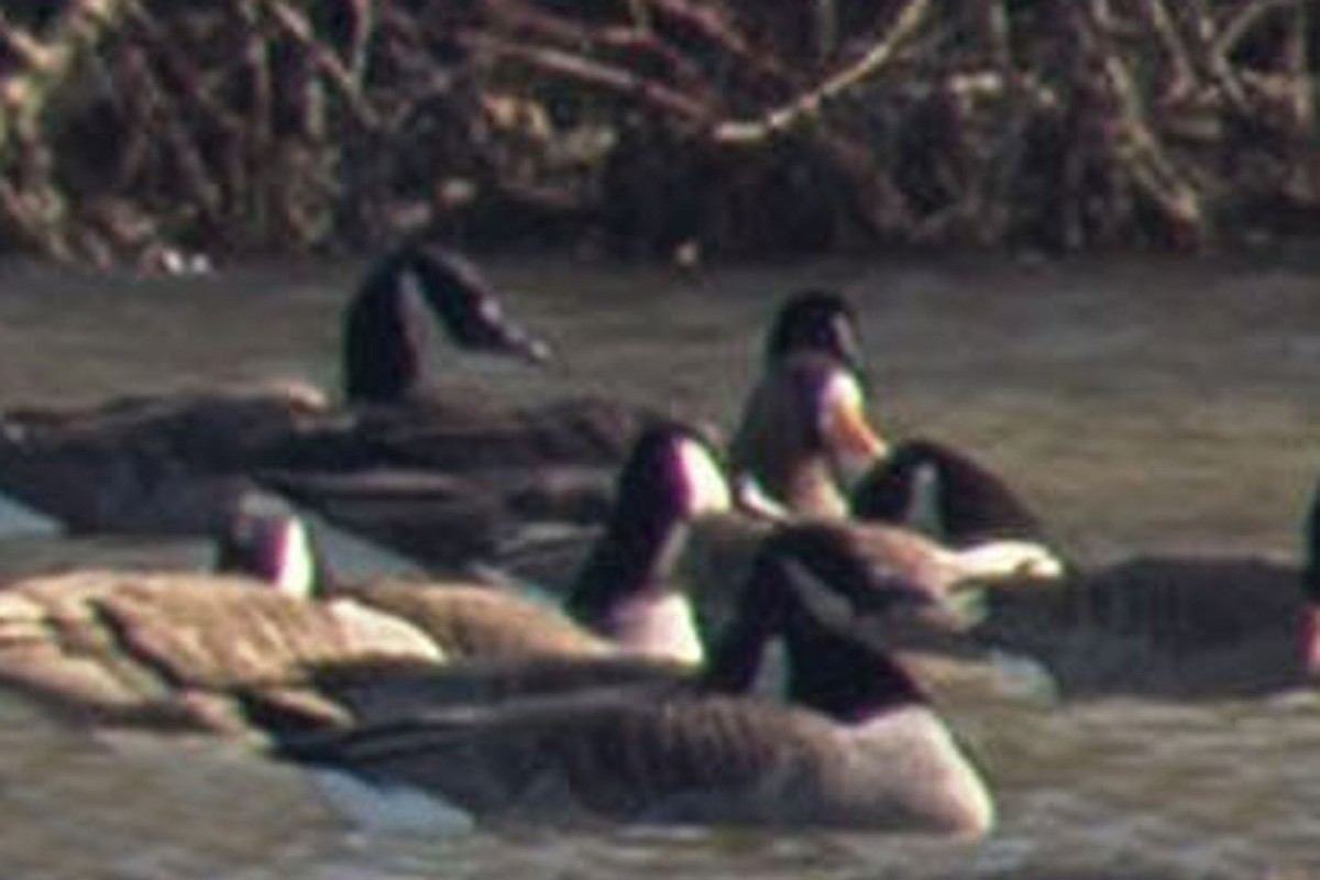 Greater White-fronted Goose - ML141972651