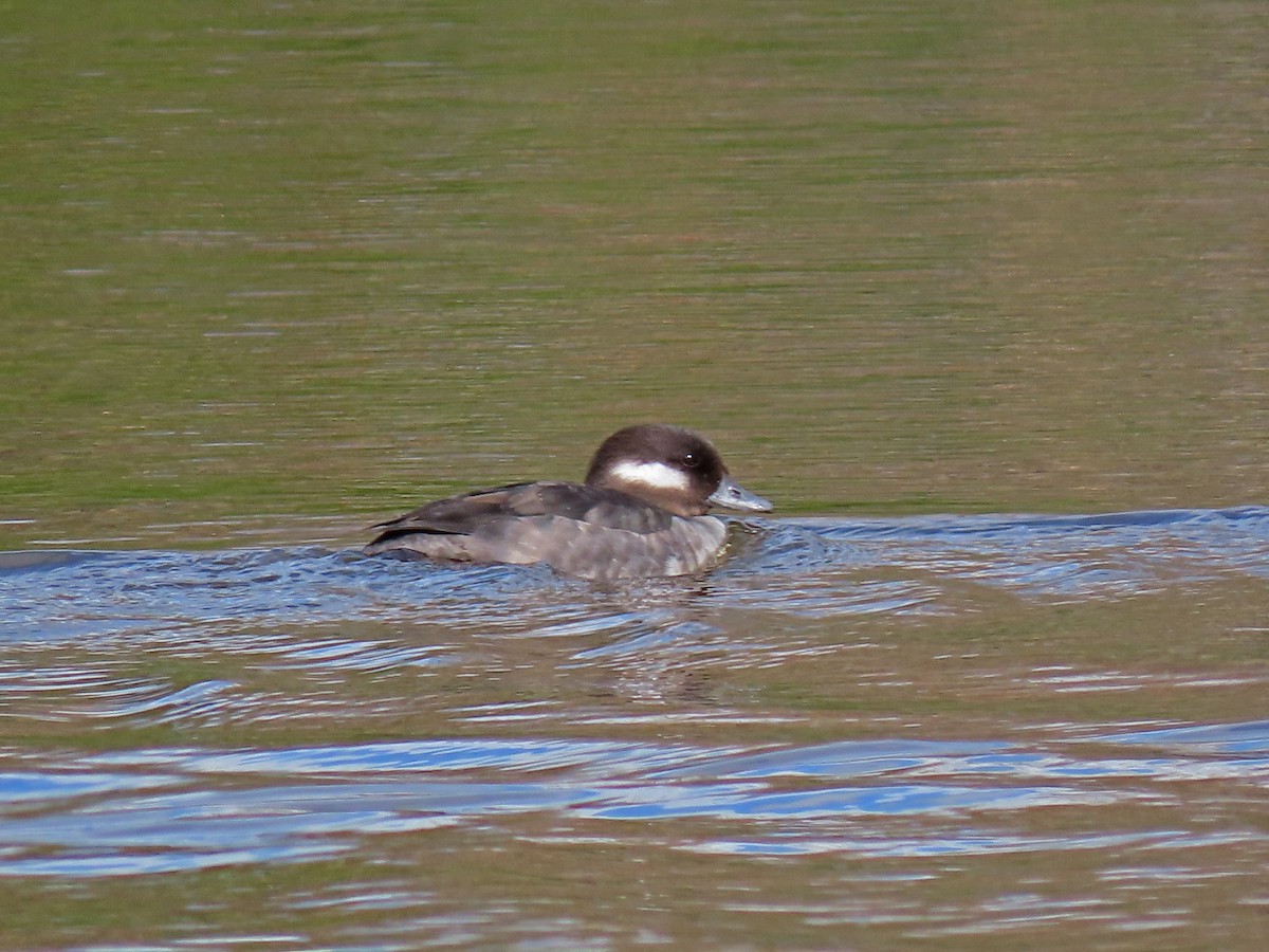 Bufflehead - ML141972681