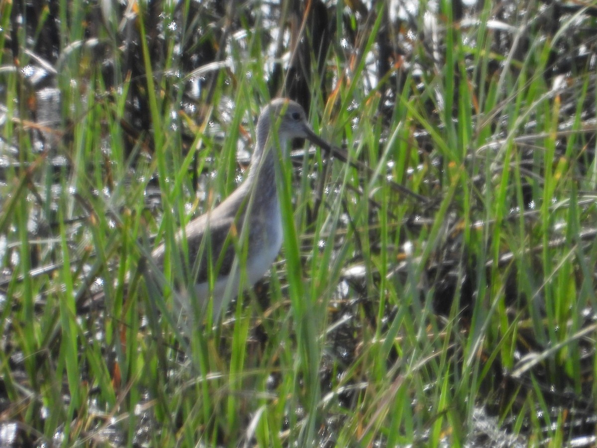 Greater Yellowlegs - ML141973511