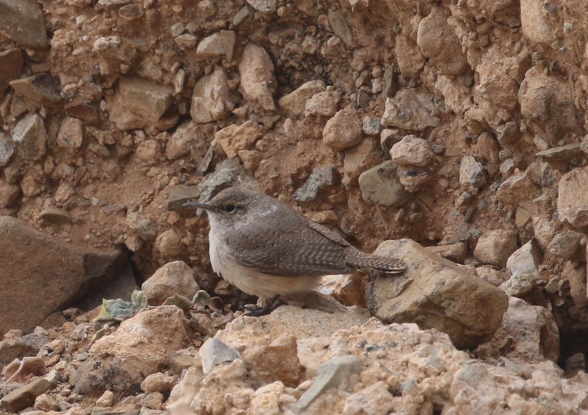 Rock Wren - Mary Backus