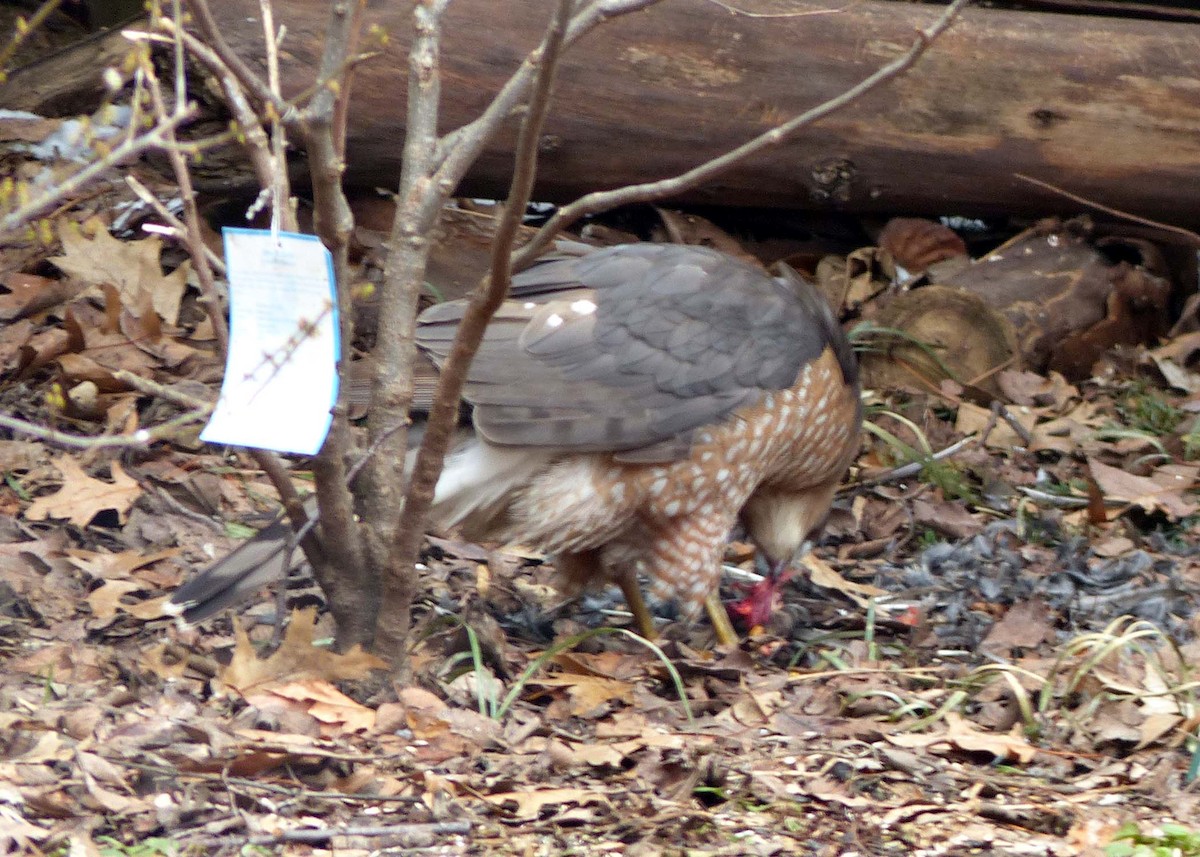 Cooper's Hawk - ML141974721