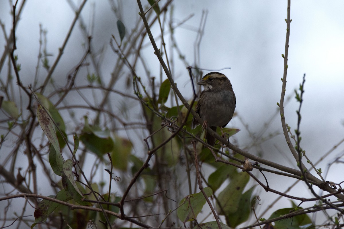 White-throated Sparrow - ML141974991