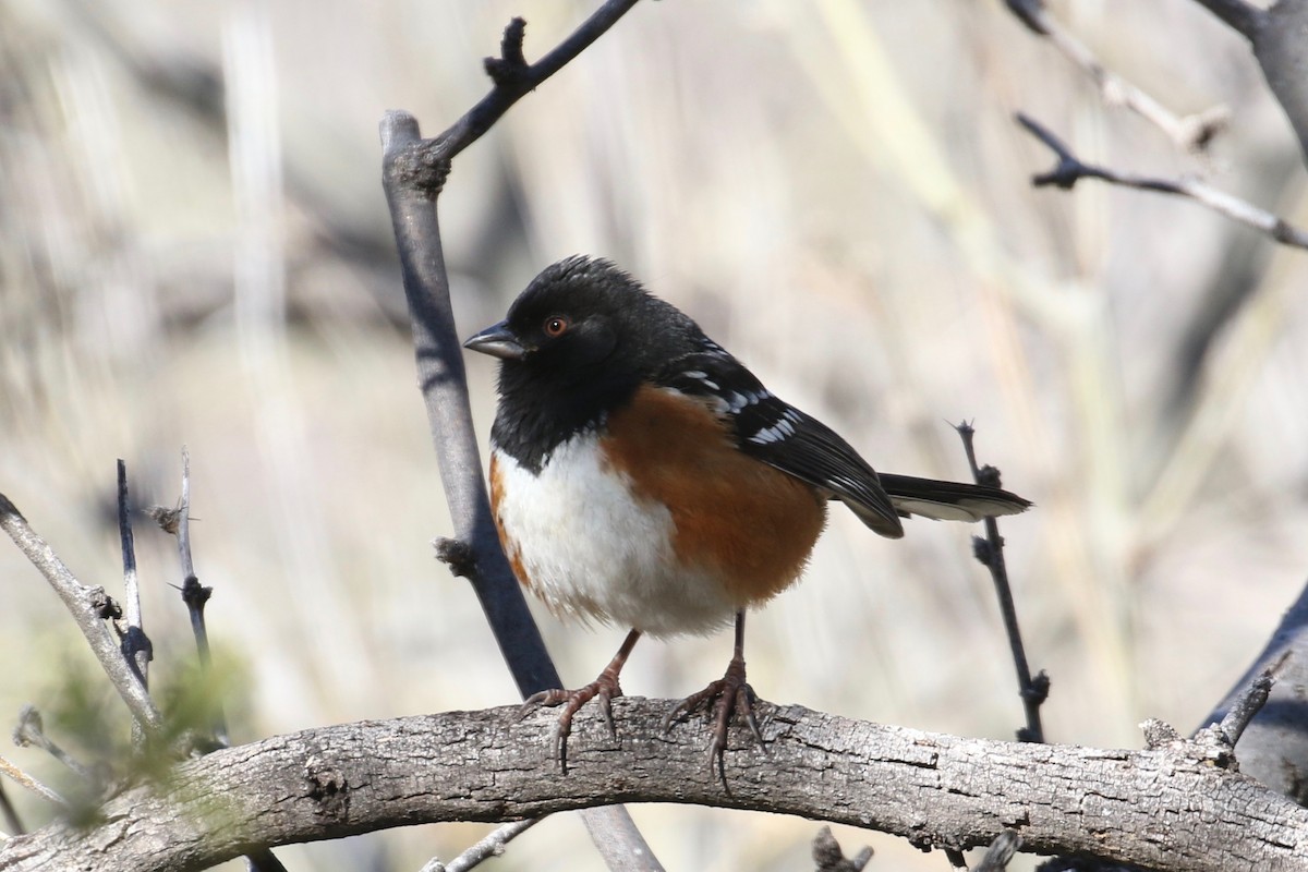 Spotted Towhee (maculatus Group) - ML141975631