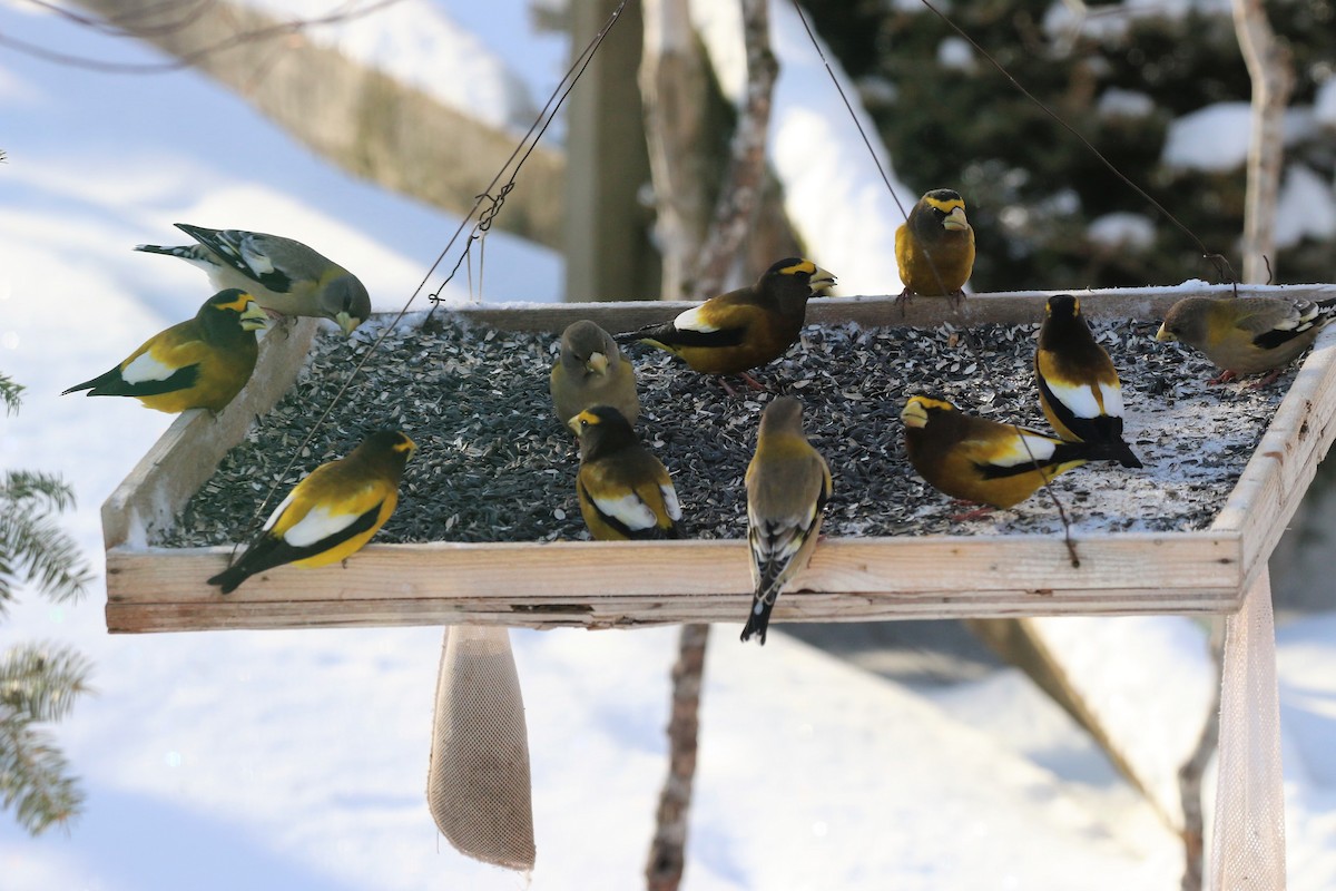 Evening Grosbeak - ML141975761