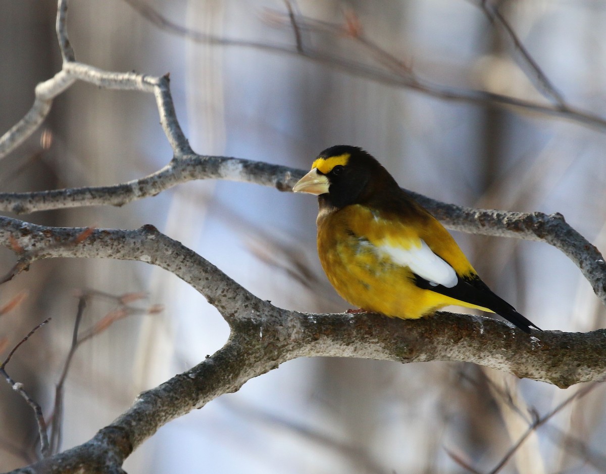 Evening Grosbeak - ML141975771