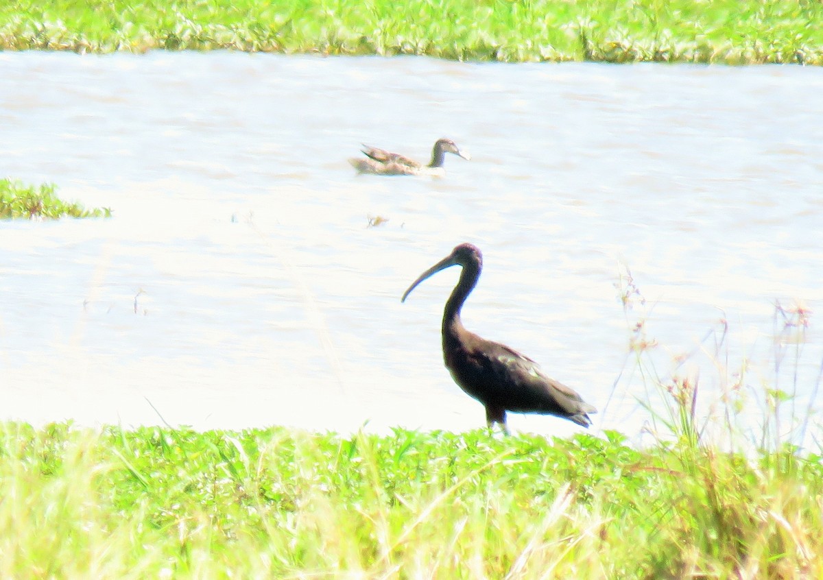 ibis hnědý - ML141976401