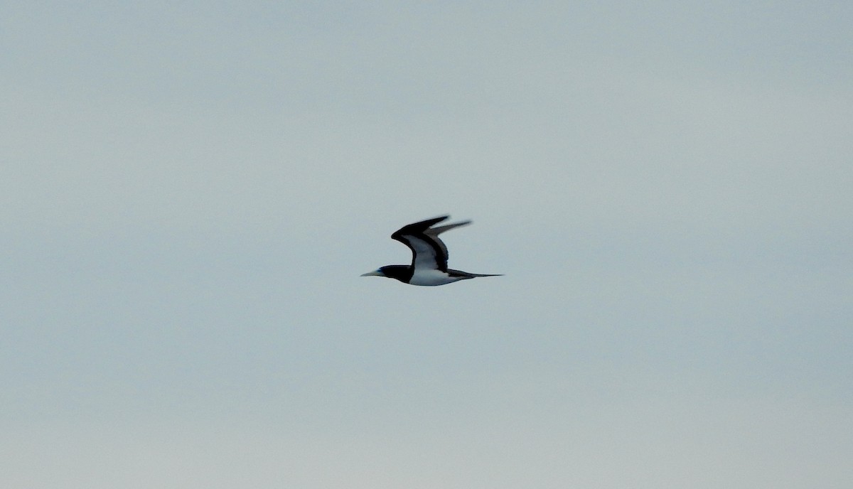 Brown Booby - ML141976561