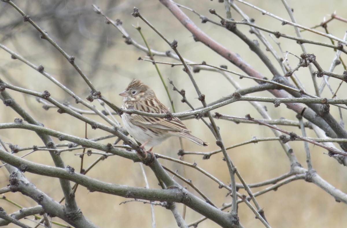 Vesper Sparrow - ML141976981