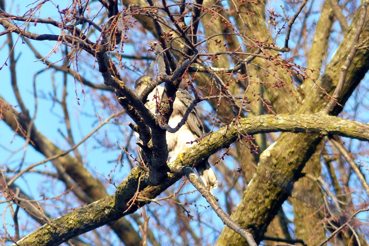 Cooper's Hawk - ML141977451