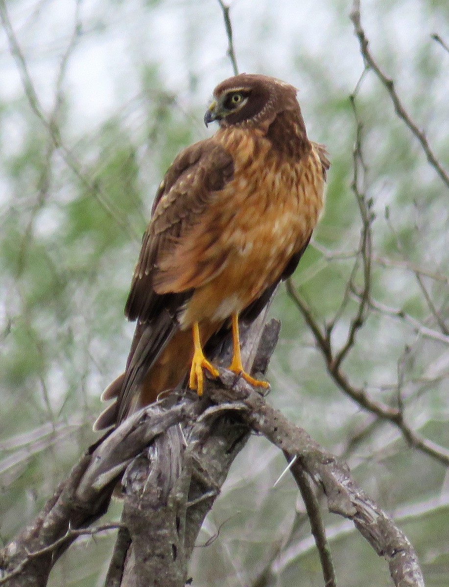 Northern Harrier - ML141977661