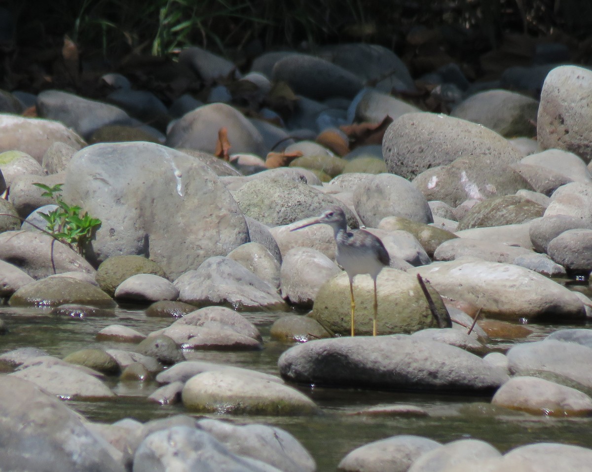 Greater Yellowlegs - ML141978101