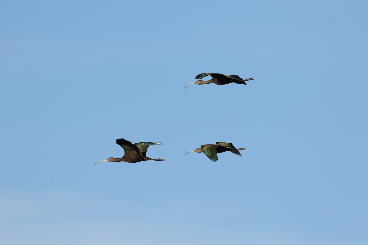 White-faced Ibis - ML141978181