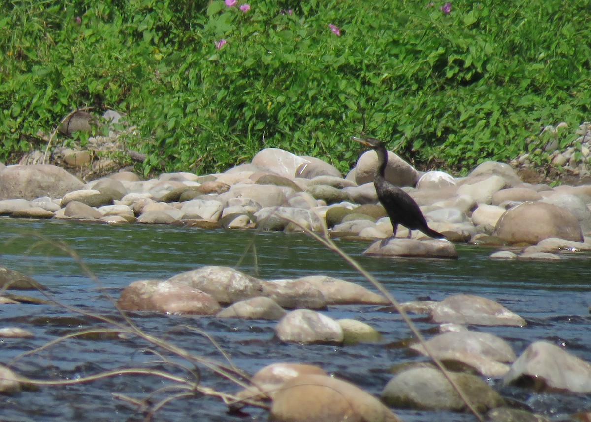 Neotropic Cormorant - ML141978211