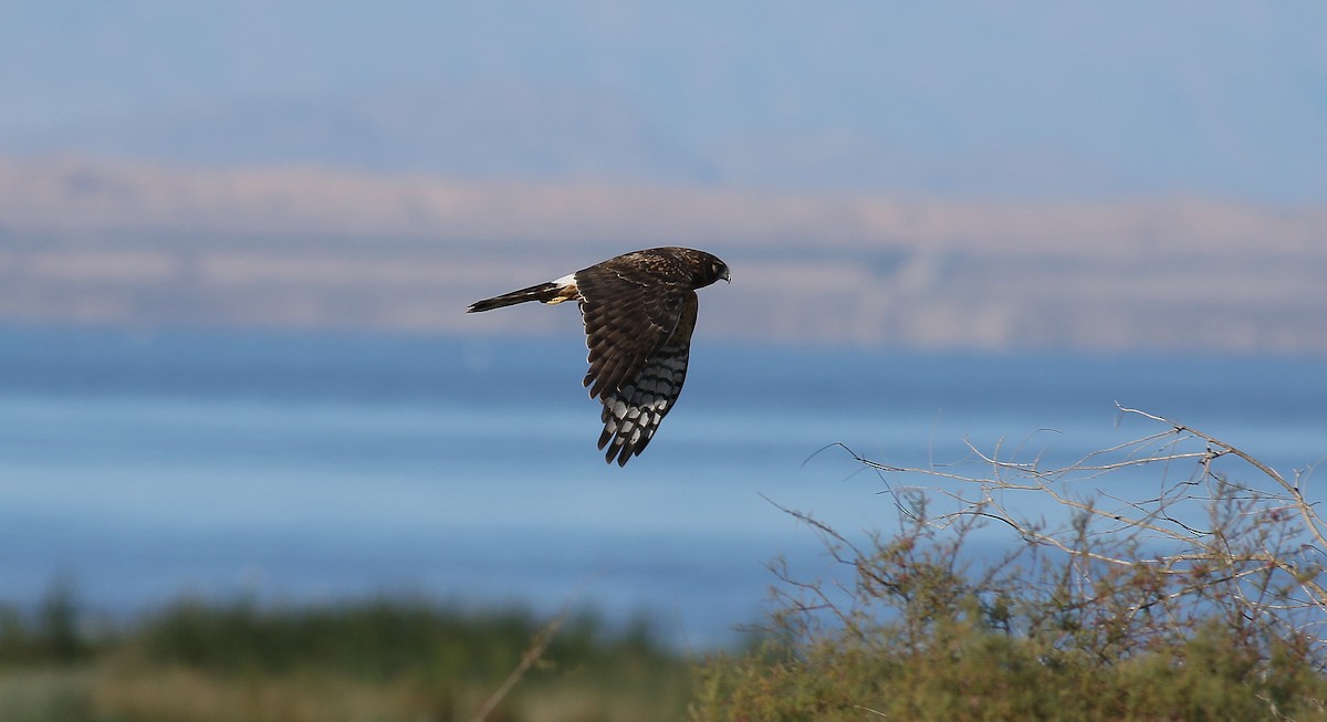 Northern Harrier - ML141978261