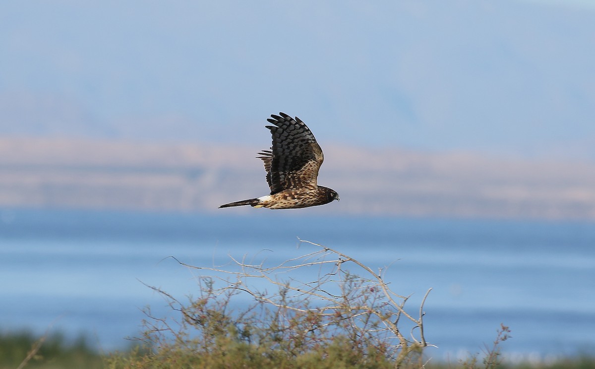 Northern Harrier - ML141978291