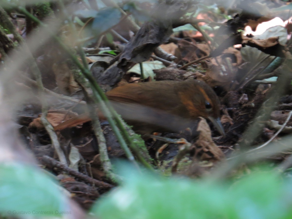 Fawn-throated Foliage-gleaner (Mexican) - ML141978321