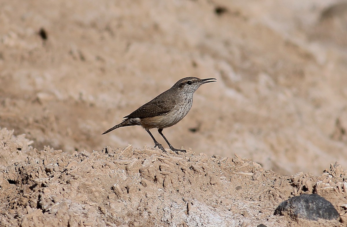 Rock Wren - ML141978561