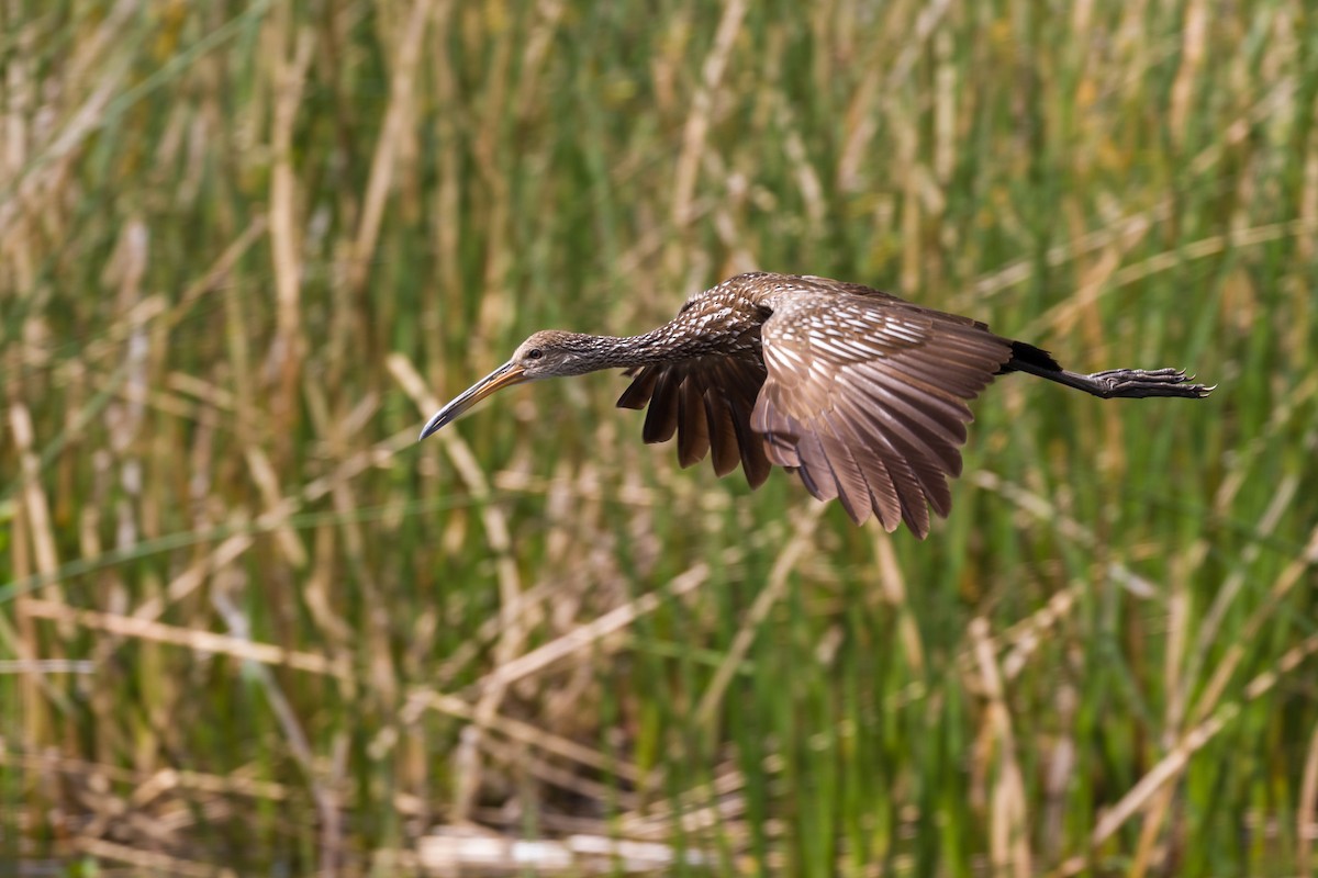 Limpkin - Dave Brooke