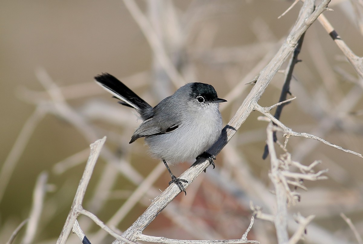 Black-tailed Gnatcatcher - Steve Bennett