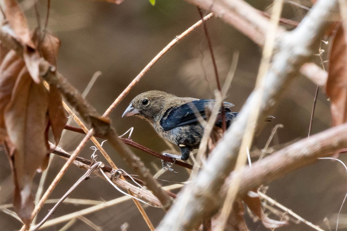 Blue-black Grassquit - ML141979771