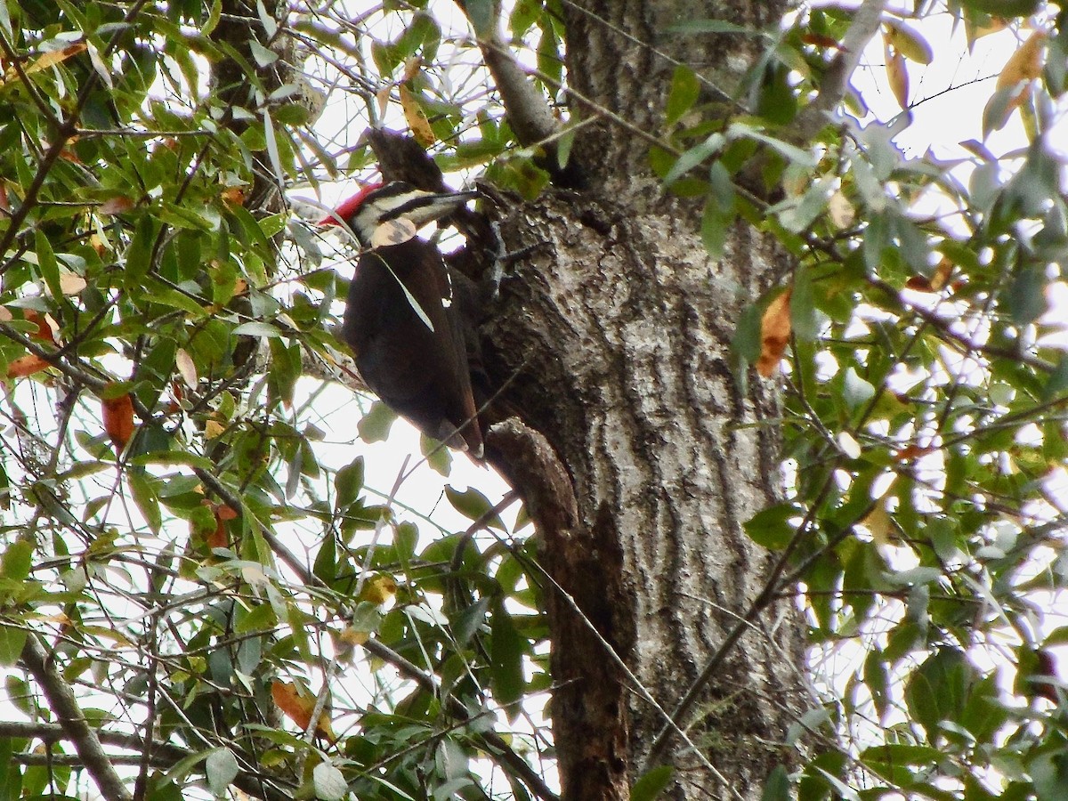 Pileated Woodpecker - ML141980511