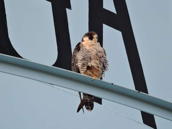 Peregrine Falcon - ML141980521