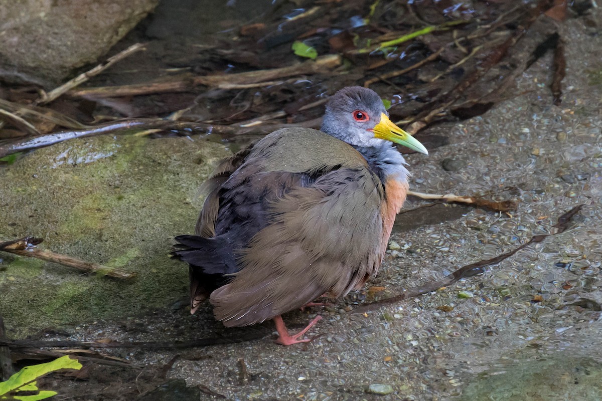 Gray-cowled Wood-Rail - ML141980881