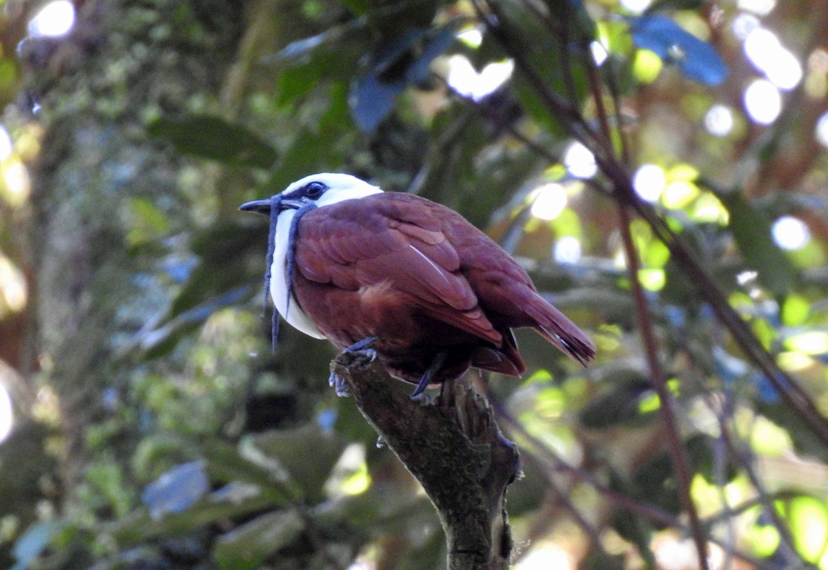 Three-wattled Bellbird - ML141981411