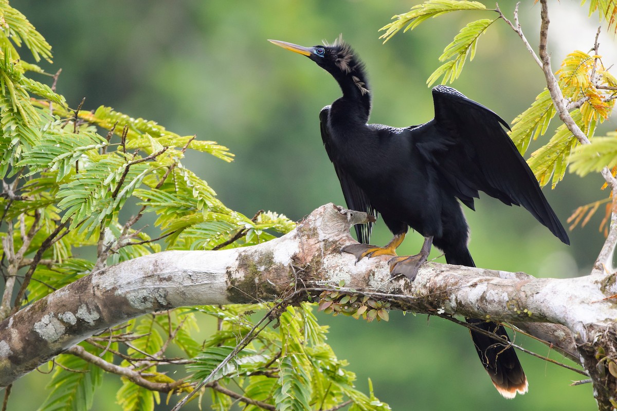 Anhinga - Matt Longabaugh