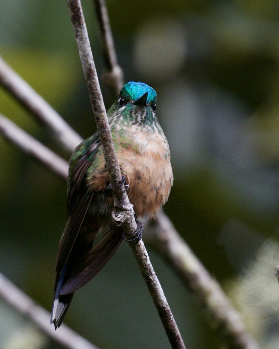 Long-tailed Sylph - ML141981961
