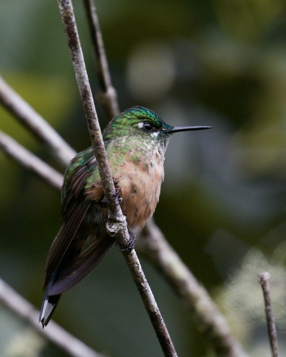 Long-tailed Sylph - ML141981971