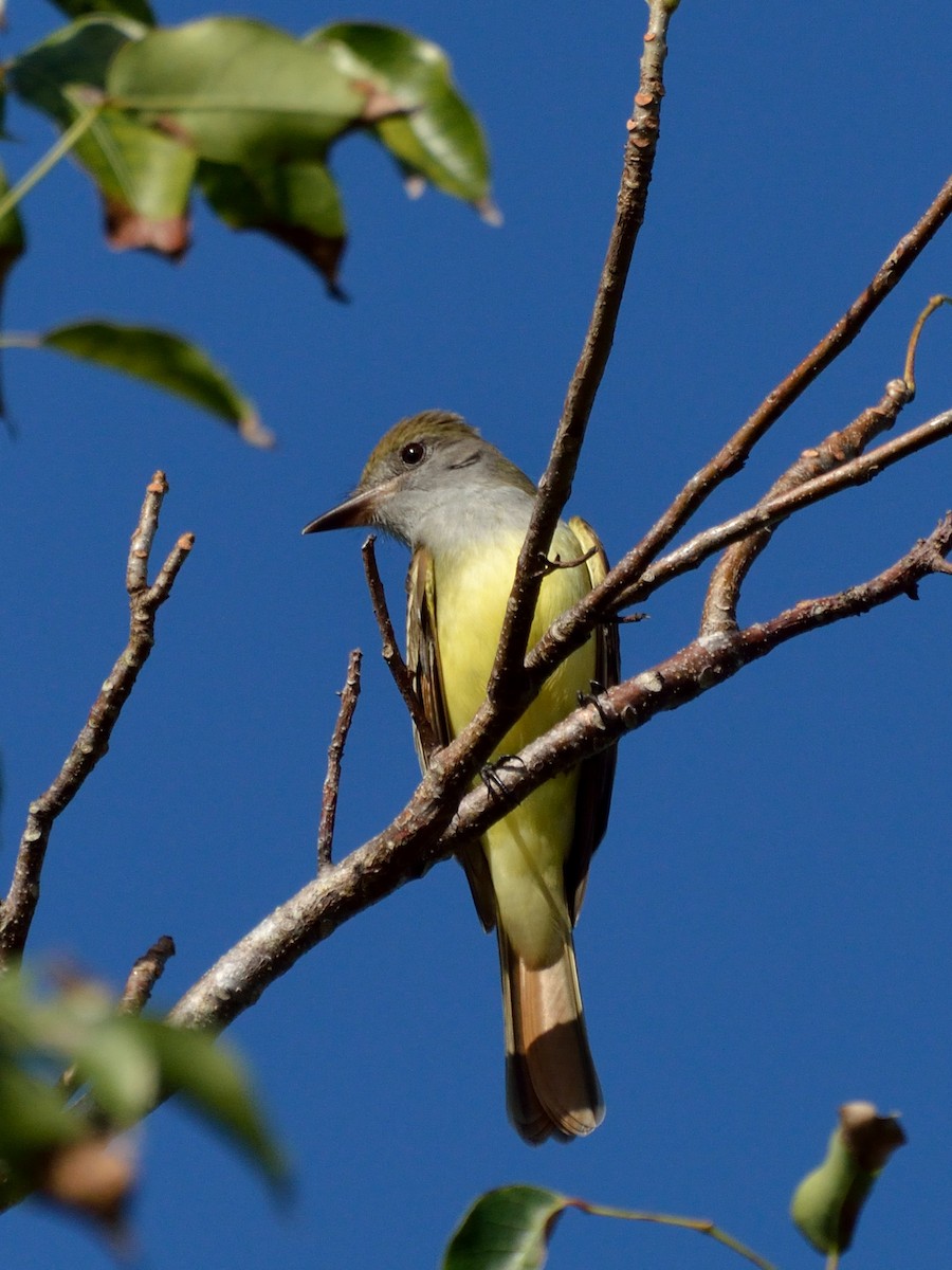 Great Crested Flycatcher - ML141982021